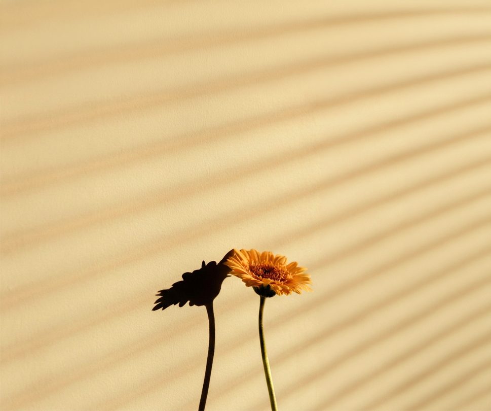 Two gerbera flowers casting a shadow in warm light